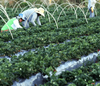 Anater foto trabalhadores rurais (Foto: Valter Campanato/Agência Brasil)